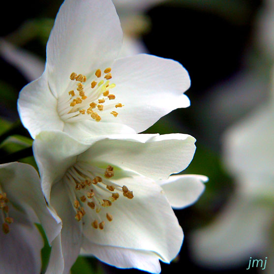[Flowers. JMJ.   Canon powershot Pro 90. Digital camera Canon powershot Pro 90]