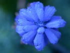 [голубой цветок. Цифровая фотокамера Nikon CoolPix 995]