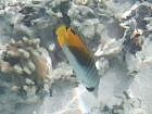 [Мальдивская рыбка. Цифровая фотокамера Nikon CoolPix 880]