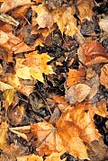 [осенние листья в разгар зимы. Цифровая фотокамера Nikon D200]