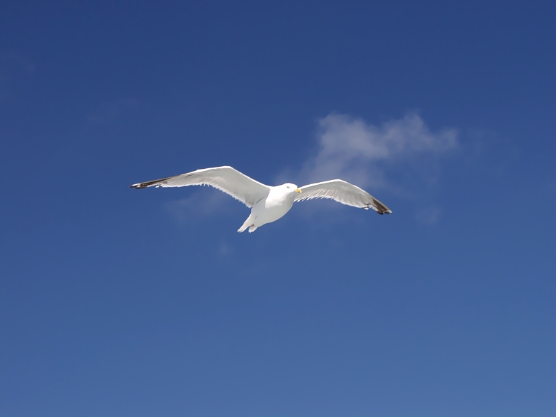 [Bird In Flight. Russell Smith.   Olympus Camedia E-10. Digital camera Olympus Camedia E-10]