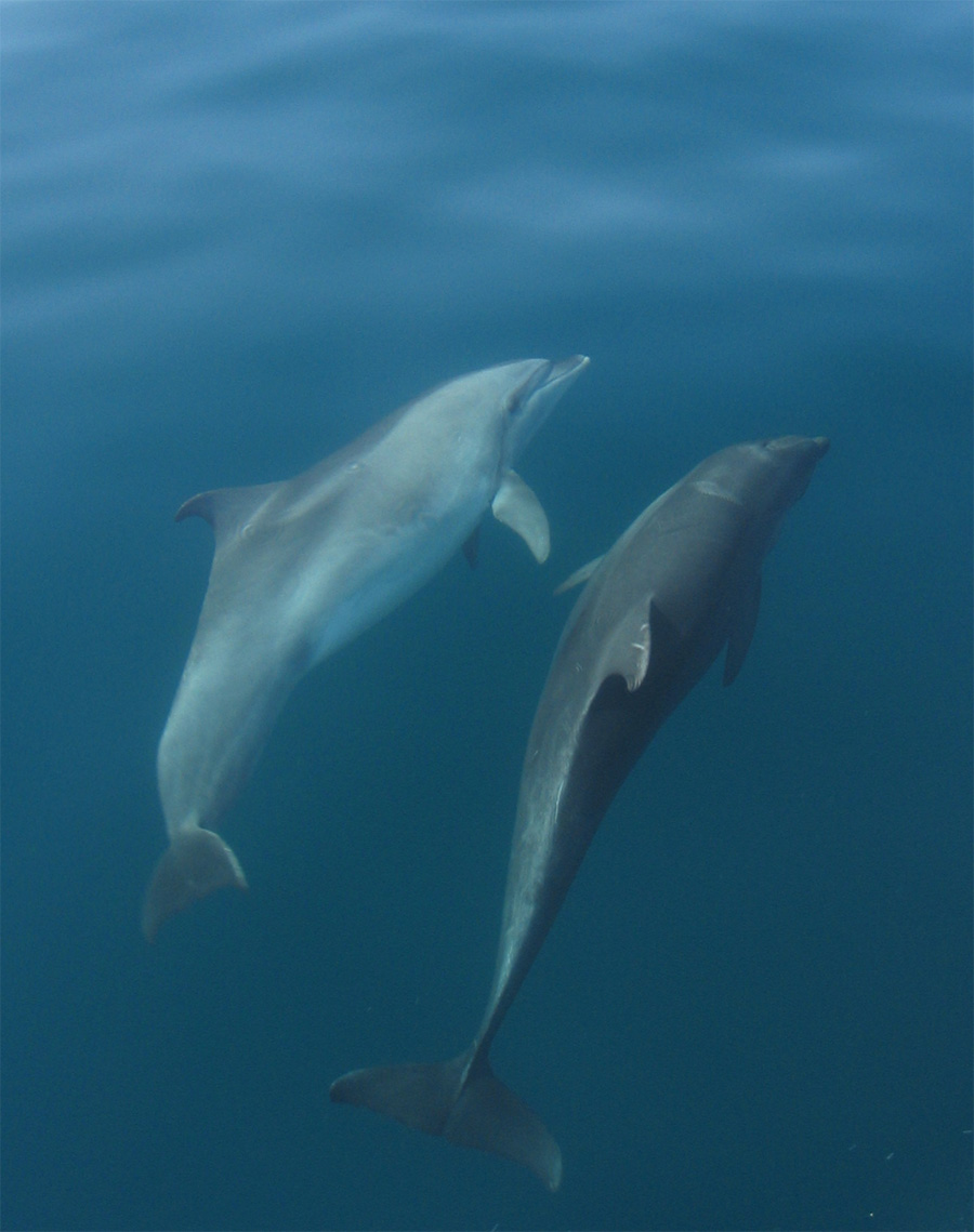 [Танцующие дельфины. :-). Цифровой фотоаппарат Canon IXUS 400. Digital camera Canon IXUS 400]