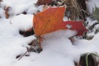 [а так выглядел первый снег :). Цифровая фотокамера Nikon D70 ( Sigma 70-300 APO II)]