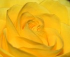 [желтая роза. Цифровая фотокамера Nikon D70 (60 micro)]