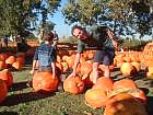 [USA. California. Joans Farm & Pumpkin Patch. Цифровая фотокамера Fujifilm FinePix-4900 Zoom]